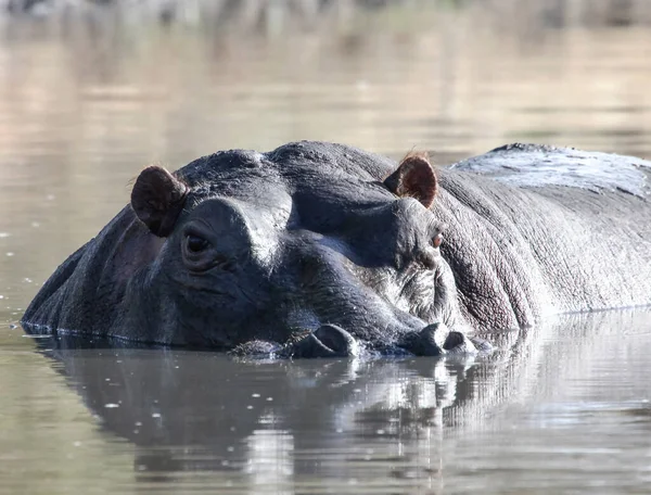 Duży Dziki Hipopotam Nad Powierzchnią Wody Szef Hipopotama Pilnującego Zbiornika — Zdjęcie stockowe