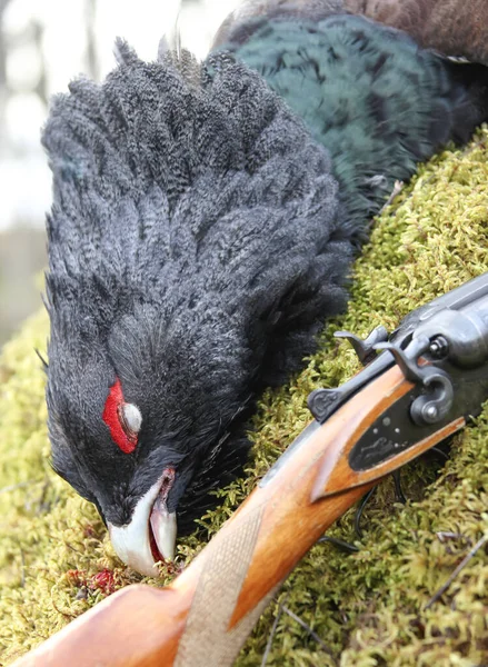 Trophée Chasse Grand Tétras Fusil Chasse Sur Mousse Tête Mâle — Photo