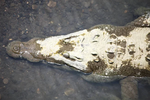 Crocodilo Está Deitado Perto Costa Água Cabeça Crocodilo Americano Rosto — Fotografia de Stock