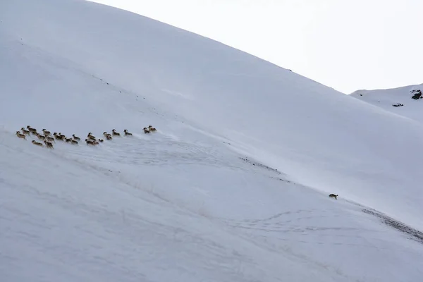 Wild Wolf Chases Herd Mountain Sheep Winter Wolf Chases Group — Stock Photo, Image