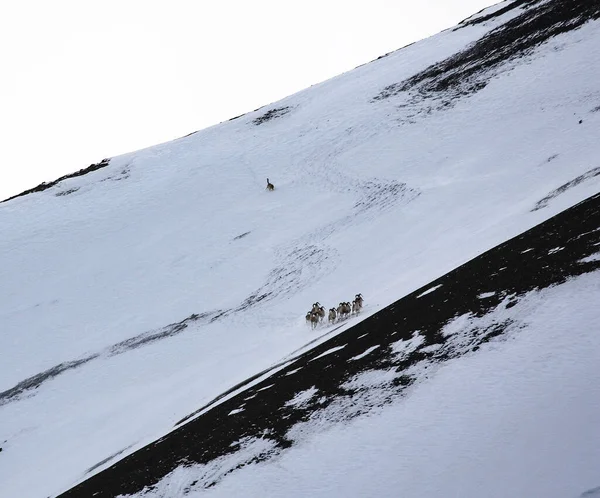 Lone Wolf Hunts Mountain Sheep Winter Wild Wolf Chases Group — Stock Photo, Image