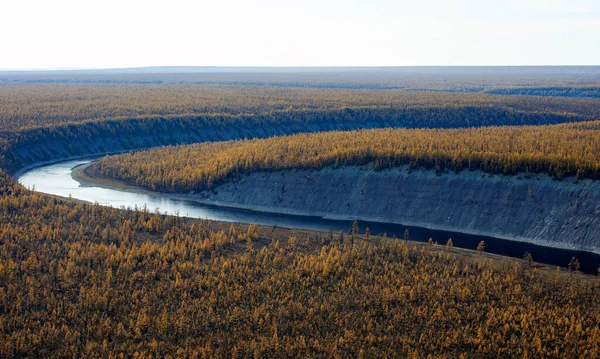 Helikopter Zicht Afslag Van Siberische Rivier Stroomt Tussen Herfst Lariks — Stockfoto