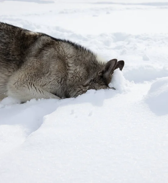 Gri Köpek Laika Taze Karda Bir Seziyor Husky Derin Karda — Stok fotoğraf