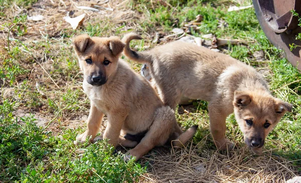 Asiatiska Herdehundvalpar Leker Gräset Två Små Valpar Ljusbrun Färg Tittar — Stockfoto