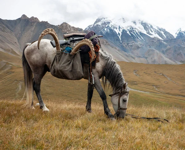 Cheval Sous Selle Avec Trophée Bouquetin Des Armes Dans Les — Photo