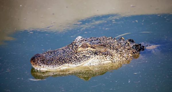 Kopf Des Nilkrokodils Auf Der Wasseroberfläche Ein Junges Krokodil Schwimmt — Stockfoto