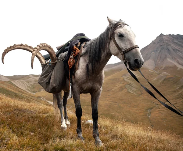 Cheval Avec Trophée Bouquetin Après Chasse Dans Les Montagnes Tien — Photo