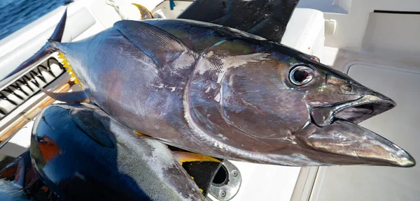 Yellowfin Tuna Fish Board Yacht Sea Fishing Large Predatory Tuna — Stock Photo, Image