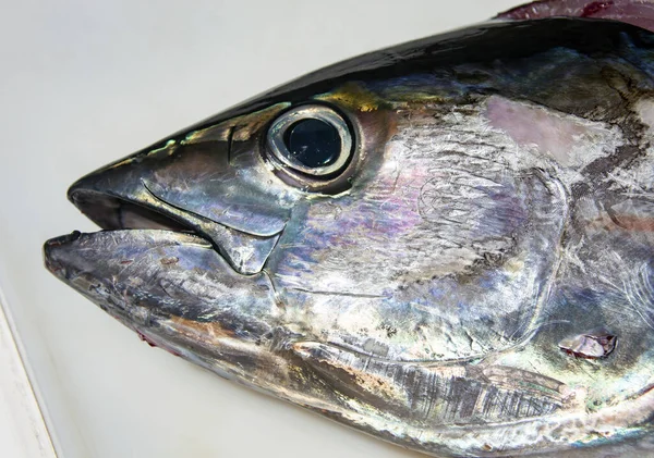 Head and eye of a tuna freshly caught close-up. Tuna head pressed by hand to the cutting table. Head of large yellowfin tuna holds a hand on a cutting table after sea fishing.
