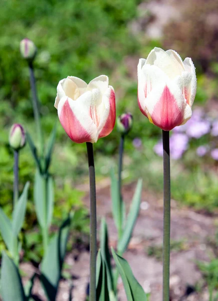 Цветы Тюльпана Высоких Стеблях После Дождя Два Цветущих Белых Розовых — стоковое фото