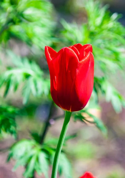 Red Bud Blooming Tulip Close Side Red Tulip Flower — Stock Photo, Image