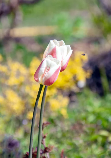 Цветки Тюльпана Высоких Стеблях После Дождя Пчела Полете Два Цветущих — стоковое фото