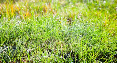 Sonbahar yeşili kesilmemiş çimlerin üzerinde çiy damlaları olan yeşil çimenlerin arka planı. Güneşin altındaki çimlerin üzerine sabah yağmuru damlaları.
