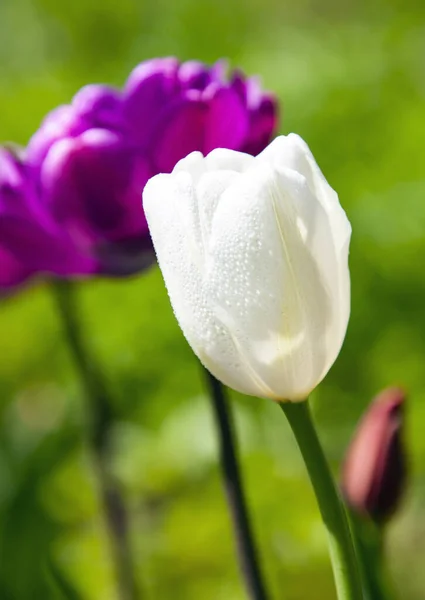 Open Bud Blooming White Tulip Dew Drops White Tulip Rain — Stock Photo, Image