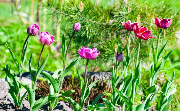 Blooming Garden Tulips Background Pine Needles Group Flowers Terry Maroon — Stock Photo, Image