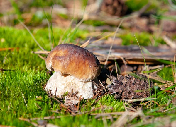 Beyaz mantar veya Boletus edulis ve orman zemininde çam kozalağı. Tipik bir mantar kralının meyve gövdesi. Ya da mantar yetiştiricilerinin lideri..