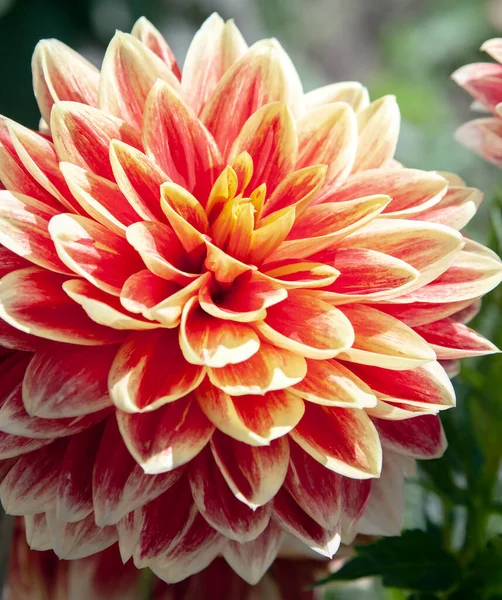 Red Yellow Dahlia Flower Petals Close Blooming Dahlia Varieties Caballero Stock Picture