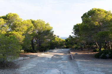 Mallorca 'da çam ağaçları ve açık gökyüzü, Mallorca, Dragonera ve taş yolu ile dolu Akdeniz manzaralı bir gezi yolu..