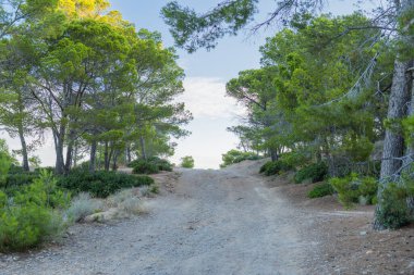 Mallorca 'da çam ağaçları ve açık gökyüzü, Mallorca, Dragonera ve taş yolu ile dolu Akdeniz manzaralı bir gezi yolu..