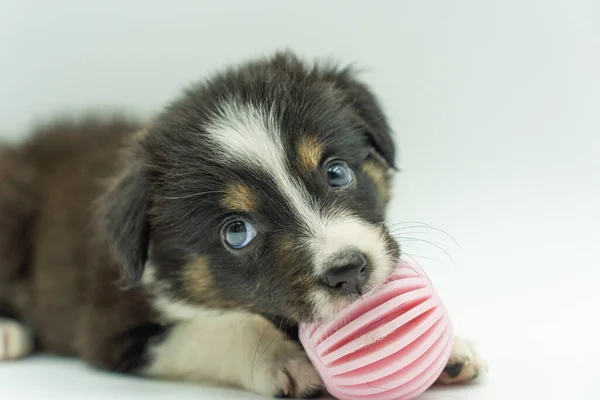 Portrait Border Collie Puppy White Background Toy Mouth — Stock Photo, Image