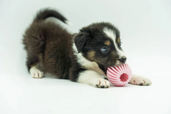 Funny Border Collie Puppy Lying Raised Bottom Attack Position Tail — Stock Photo, Image