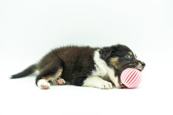 Adorável Borda Collie Filhote Cachorro Fundo Branco Deitado Seu Lado — Fotografia de Stock