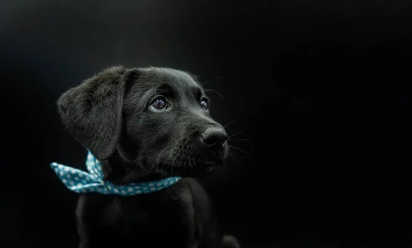 Portrait Adorable Chien Berger Majorque Aux Cheveux Noirs Modèle Chiot — Photo