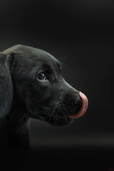 Portrait Adorable Black Haired Mallorcan Shepherd Dog Model Puppy Black — Stock Photo, Image