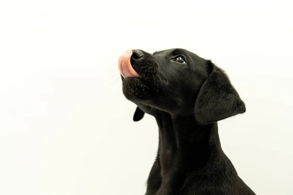 Retrato Adorável Preto Cabelos Mallorcan Pastor Cão Modelo Filhote Cachorro — Fotografia de Stock