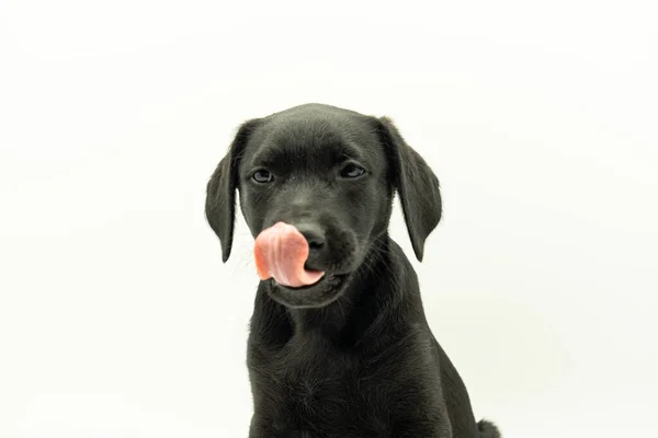 Portrét Rozkošný Černošky Vlasy Mallorcan Ovčák Pes Model Štěně Bílém — Stock fotografie