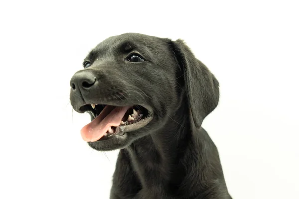 Retrato Adorável Preto Cabelos Mallorcan Shepherd Dog Modelo Filhote Cachorro — Fotografia de Stock