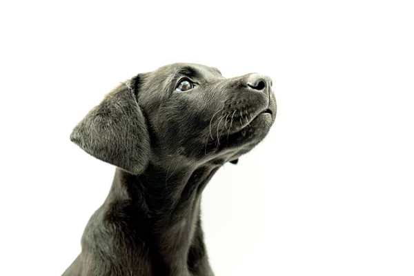 Retrato Adorável Preto Cabelos Mallorcan Pastor Cão Modelo Filhote Cachorro — Fotografia de Stock