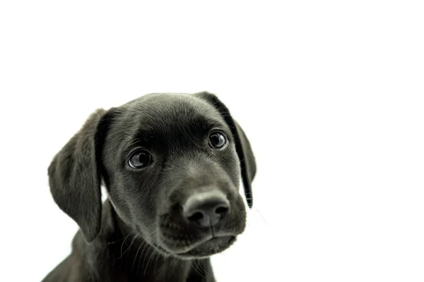 Retrato Adorável Cabelos Pretos Mallorcan Cão Modelo Pastor Filhote Cachorro — Fotografia de Stock