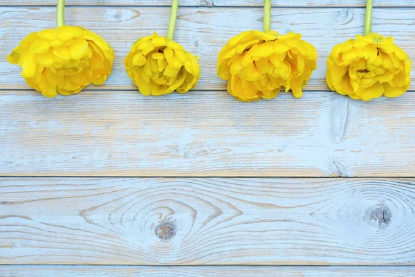 Amarelo Tulipas Frescas Uma Linha Fronteira Espaço Vazio Cópia Velho — Fotografia de Stock