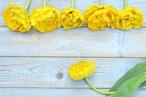 Amarelo Tulipas Frescas Uma Linha Fronteira Espaço Vazio Cópia Velho — Fotografia de Stock