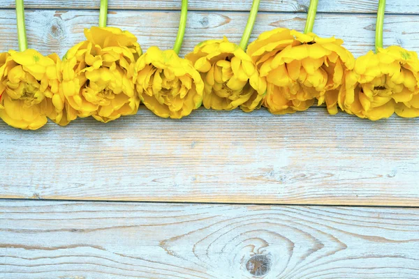 Tulipanes Amarillos Frescos Una Línea Borde Sobre Espacio Copia Vacío — Foto de Stock