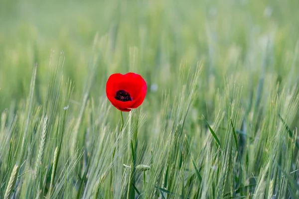 Red poppy flower in green crop field