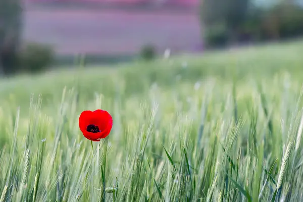 Red poppy flower in green crop field