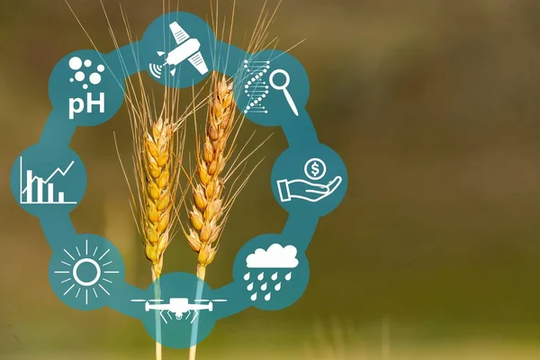 technological Icons and field on background. Concept of smart agriculture and modern farming