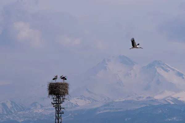 A large nest with storks on a road post. Family of birds. Blue sky. landscape of mountains in winter with blue sky background. at home family concept.