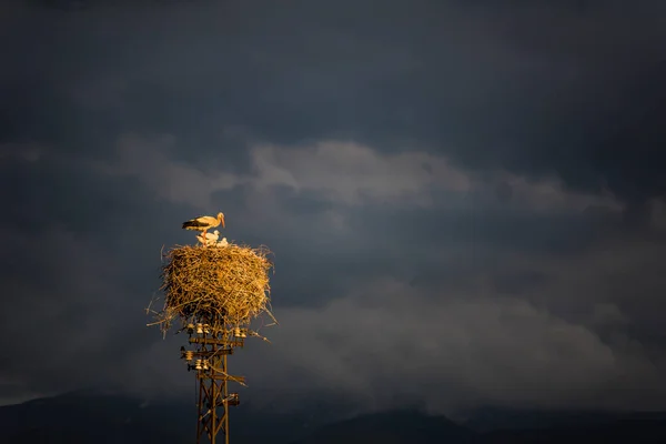 A large nest with storks on a road post. Family of birds. Blue sky. landscape of mountains in winter with blue sky background. at home family concept.