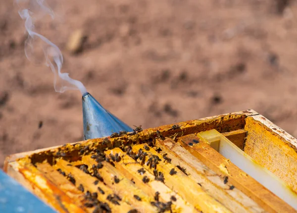 Smart Farm Apiary with Bees. Automated Process in Usual Way Honey. Man is Watching How Robot Treats Bee. Honeycombs with Honey, Jar With Yellow Fragrant Delicacy.