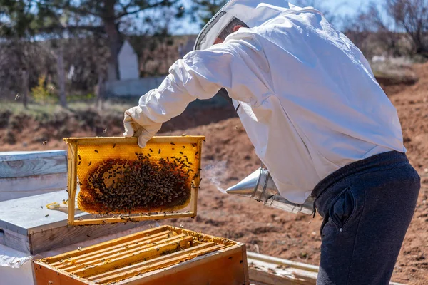 Smart Farm Apiary with Bees. Automated Process in Usual Way Honey. Man is Watching How Robot Treats Bee. Honeycombs with Honey, Jar With Yellow Fragrant Delicacy.