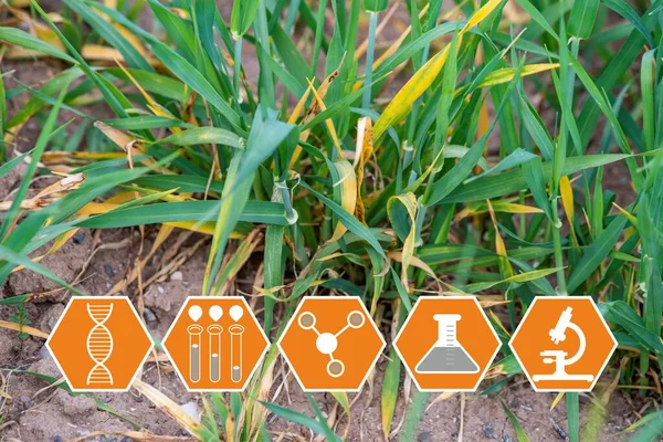 Powdery mildew disease of wheat crop and health icons — Stock Image Powdery Mildew Disease Wheat Crop Health Icons Stock Photo