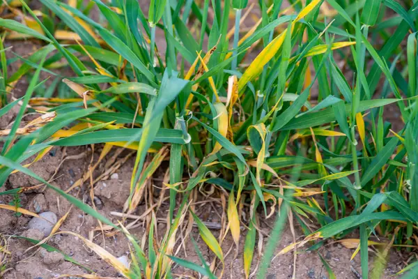 Powdery mildew disease of wheat crop and health icons — Stock Image Powdery Mildew Disease Wheat Crop Health Icons Royalty Free Stock Images