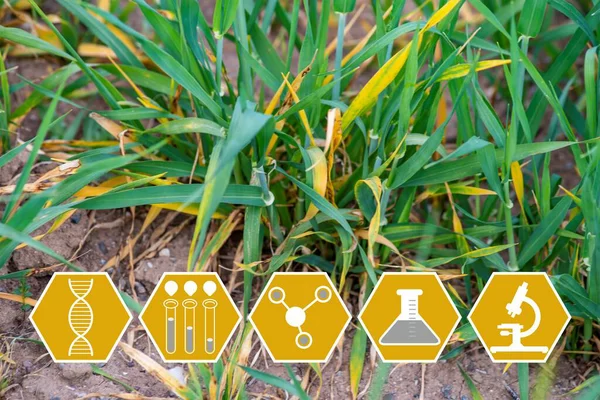 Powdery mildew disease of wheat crop and health icons — Stock Image Powdery Mildew Disease Wheat Crop Health Icons Stock Picture
