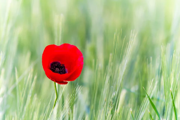 red poppy flower in green crop field