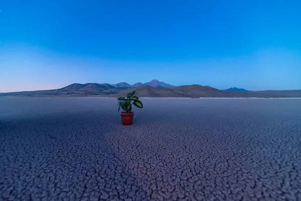 Climate change and World environmental concept. A green plant in the middle of dry land metaphor Climate change, Drought, Water Crisis, Nature disaster concept.