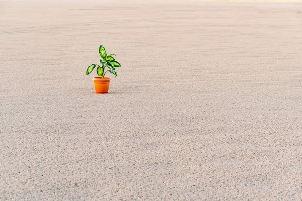 Climate change and World environmental concept. A green plant in the middle of dry land metaphor Climate change, Drought, Water Crisis, Nature disaster concept.