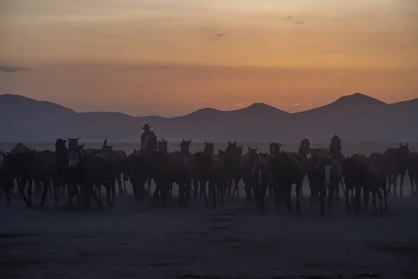 Wild horses run in foggy at sunset. Wild horses are running in dust. Near Hormetci Village, between Cappadocia and Kayseri, Turkey